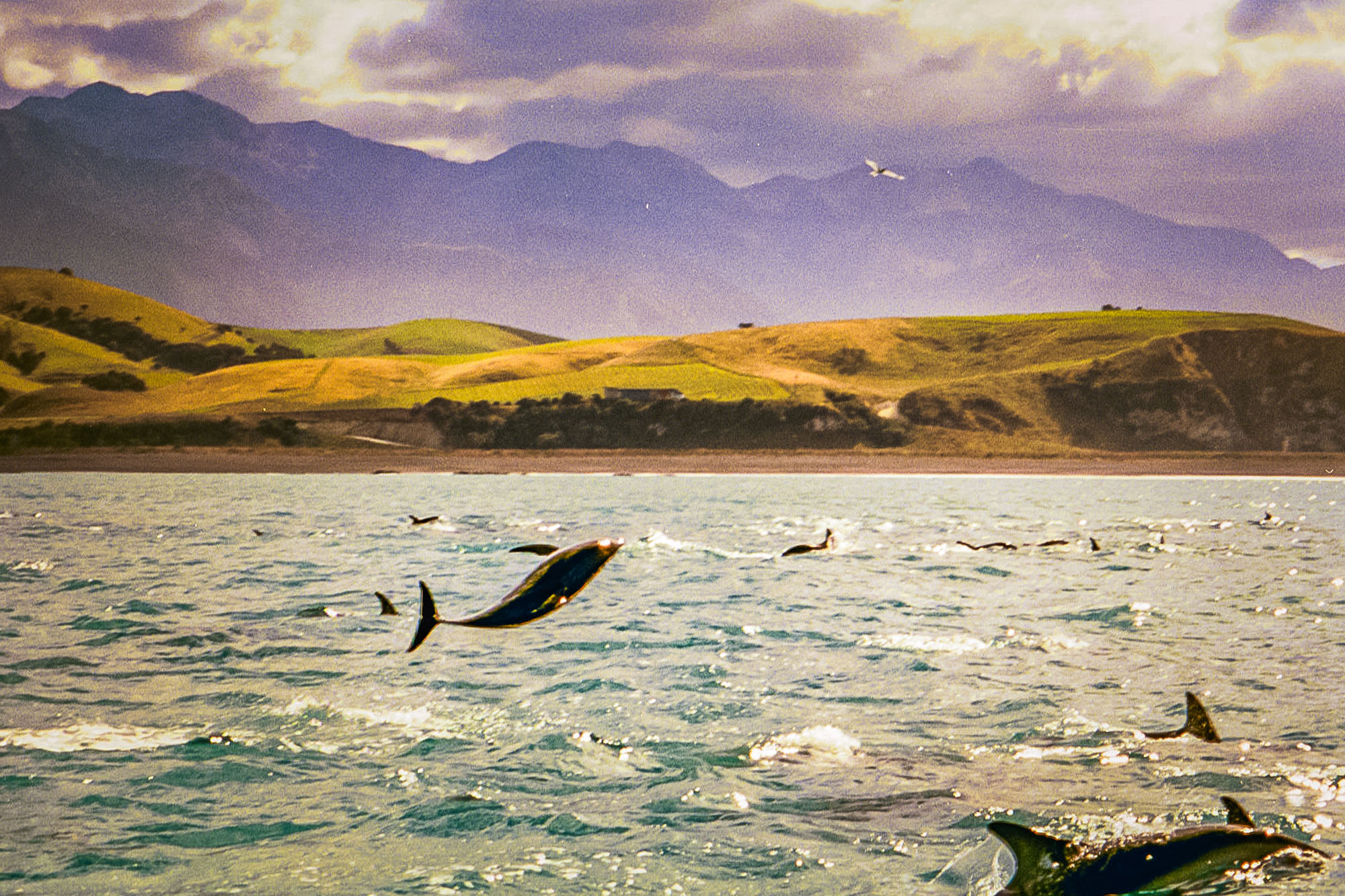 Akaroa, New Zealand