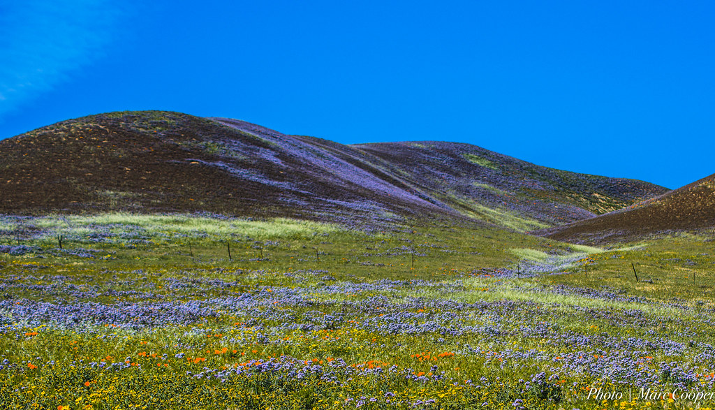 California bloom and poppin. Altered version of original photo by MarcCooper_1950 licensed under CC BY 2.0.