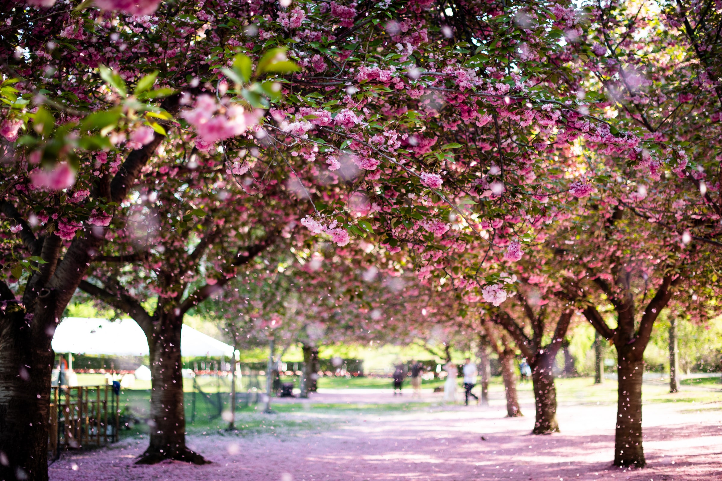 Trees blooming in the Brooklyn Botanic Garden in New York City