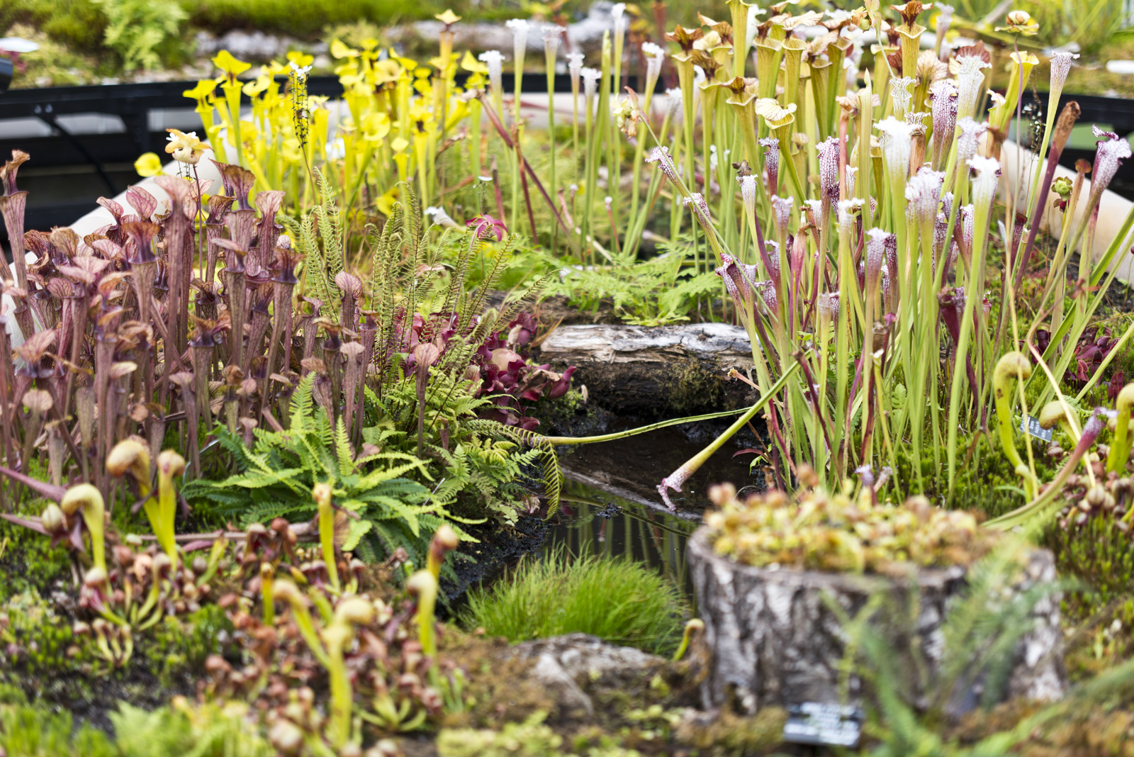 Glasgow Botanical Gardens